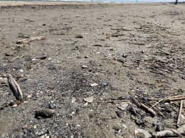 Akdeniz sahillerinde kışın dallar ve deniz kabuklarıyla. Yüksek kalite fotoğraf