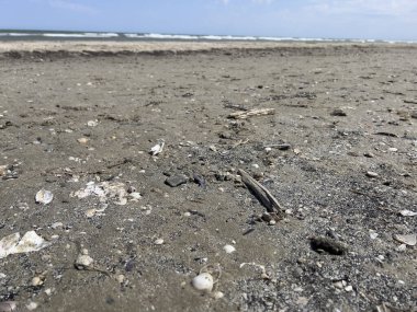 Akdeniz sahillerinde kışın dallar ve deniz kabuklarıyla. Yüksek kalite fotoğraf