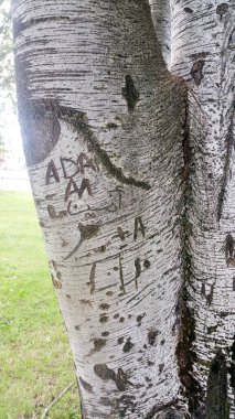 Çocuk çizimleriyle işlenmiş bir huş sandığı. Yüksek kalite fotoğraf
