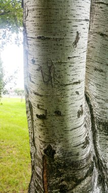 Çocuk çizimleriyle işlenmiş bir huş sandığı. Yüksek kalite fotoğraf