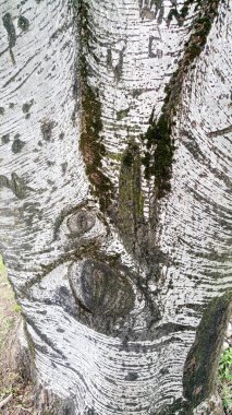 Çocuk çizimleriyle işlenmiş bir huş sandığı. Yüksek kalite fotoğraf