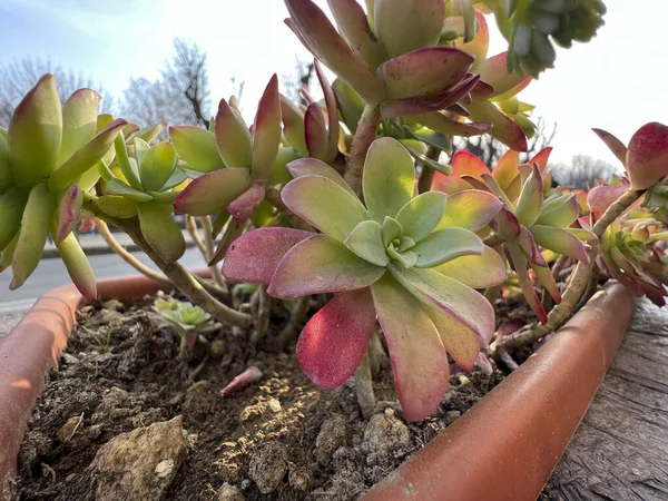 Bela Planta Suculenta Exuberante Pôr Sol Foto Alta Qualidade — Fotografia de Stock