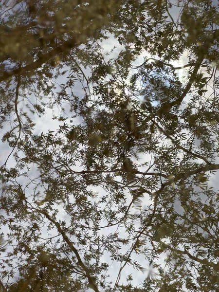 Reflection Trees Puddle Thunderstorm High Quality Photo — Stock Photo, Image