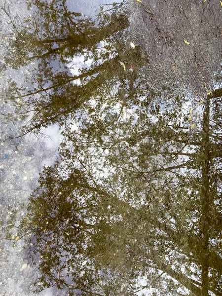 Отражение Деревьев Луже После Грозы Высокое Качество Фото — стоковое фото