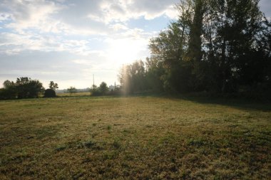 Po Vadisi 'nde yetiştirilmiş çayır. Yüksek kalite fotoğraf