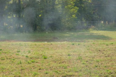 Tavşan çim tarlasında koşuyor. Yüksek kalite fotoğraf
