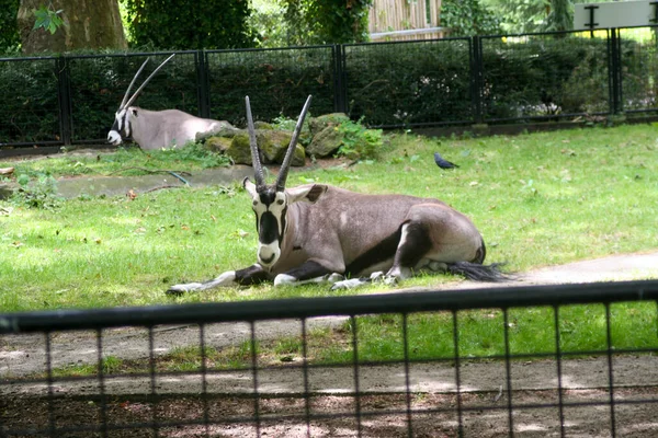 動物園サファリパークのカモシカ 高品質の写真 — ストック写真