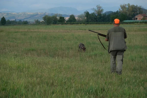 和Kurzhaar的狗和猎人一起打猎的场景 高质量的照片 — 图库照片