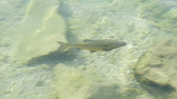 chub fish in lake Garda in transparent water. High quality photo