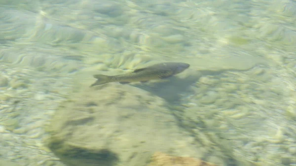 ปลาอ วนในทะเลสาบ Garda ในน าโปร งใส ภาพถ ายค ณภาพส — ภาพถ่ายสต็อก