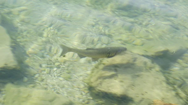 卡布鱼在加尔达湖的透明水中 高质量的照片 — 图库照片
