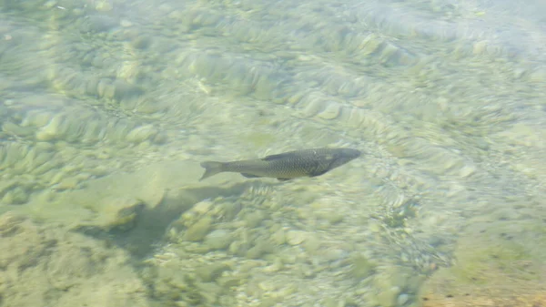 卡布鱼在加尔达湖的透明水中 高质量的照片 — 图库照片