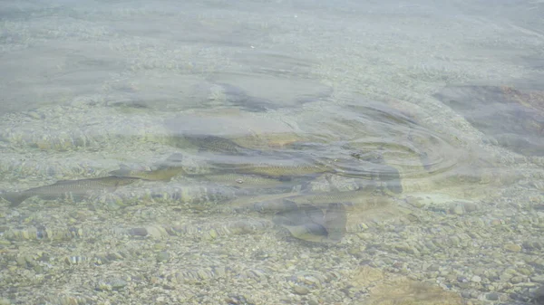 Chub Peixe Lago Garda Água Transparente Foto Alta Qualidade — Fotografia de Stock