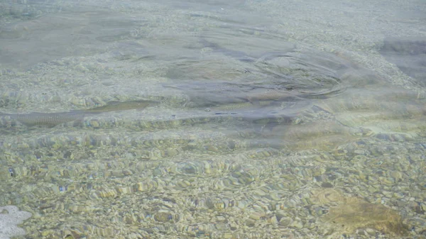 Chub Peixe Lago Garda Água Transparente Foto Alta Qualidade — Fotografia de Stock