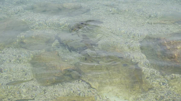 Ikan Gemuk Danau Garda Dalam Air Transparan Foto Berkualitas Tinggi — Stok Foto