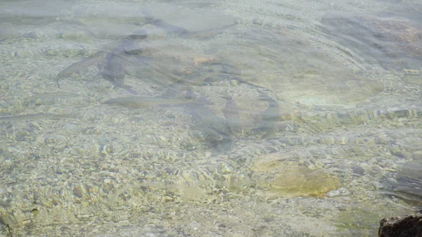 chub fish in lake Garda in transparent water. High quality photo