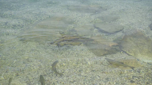 Ikan Gemuk Danau Garda Dalam Air Transparan Foto Berkualitas Tinggi — Stok Foto
