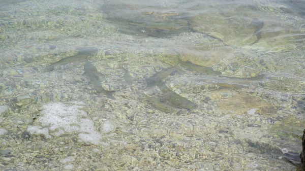 Ikan Gemuk Danau Garda Dalam Air Transparan Foto Berkualitas Tinggi — Stok Foto