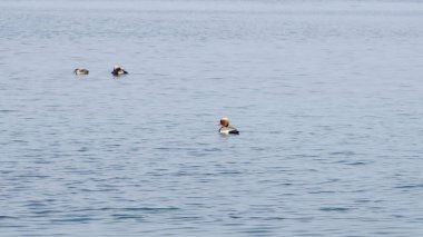 Garda Gölü 'ndeki Sirmione limanından gelen yaban ördekleri. Yüksek kalite fotoğraf