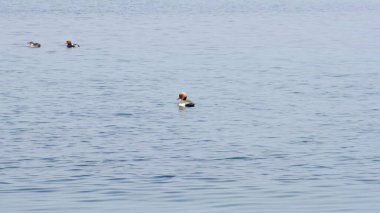 Garda Gölü 'ndeki Sirmione limanından gelen yaban ördekleri. Yüksek kalite fotoğraf