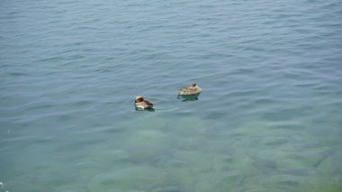 Garda Gölü 'ndeki Sirmione limanından gelen yaban ördekleri. Yüksek kalite fotoğraf