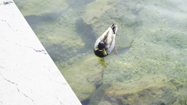 来自加尔达湖锡尔敏旅游港口的野鸭 高质量的照片 — 图库照片