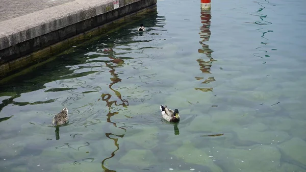 Mallards Touristic Port Sirmione Lake Garda High Quality Photo — Stock Photo, Image