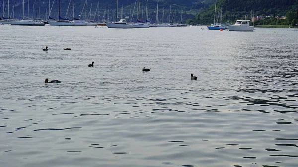 Mallards Touristic Port Sirmione Lake Garda High Quality Photo — Stock Photo, Image