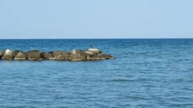 Gatteo Mare İtalya 'da Forli Cesena' nın deniz kenarındaki kayaları. Yüksek kalite 4k görüntü