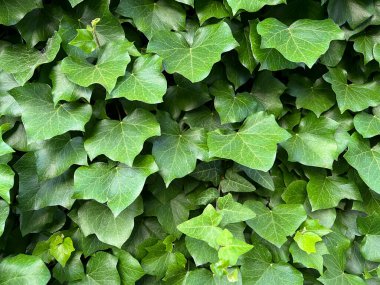 Yeşil sarmaşıkla kaplı antik bir duvar. Yüksek kalite fotoğraf