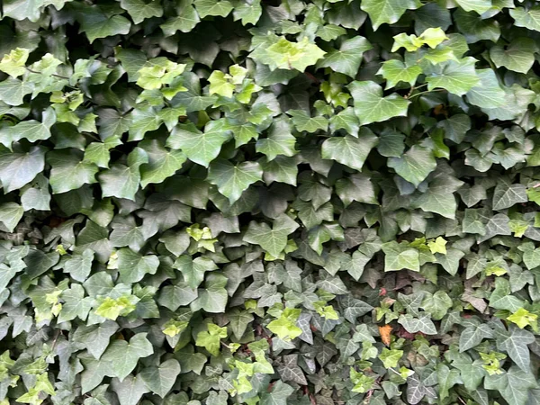 Parede Antiga Coberta Com Hera Verde Foto Alta Qualidade — Fotografia de Stock