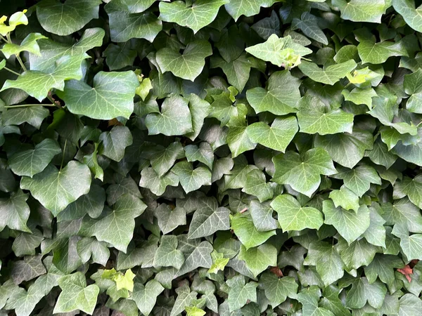 Alte Mauer Mit Grünem Efeu Bedeckt Hochwertiges Foto — Stockfoto