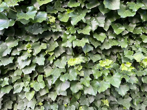 Starożytna Ściana Pokryta Zielonym Bluszczem Wysokiej Jakości Zdjęcie — Zdjęcie stockowe
