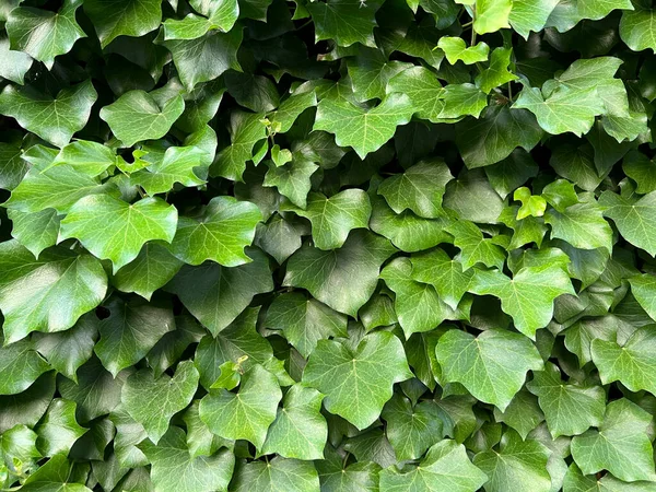 Starożytna Ściana Pokryta Zielonym Bluszczem Wysokiej Jakości Zdjęcie — Zdjęcie stockowe