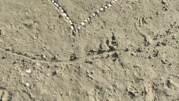 Serce Wykonane Muszli Plaży Przez Miłośników Wysokiej Jakości Materiał — Wideo stockowe