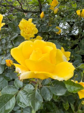 Rose Floribunda Freesia bahçe sarı gül çiçeği. Yüksek kalite fotoğraf. Yüksek kalite fotoğraf