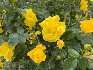 Rose Floribunda Freesia bahçe sarı gül çiçeği. Yüksek kalite fotoğraf. Yüksek kalite fotoğraf