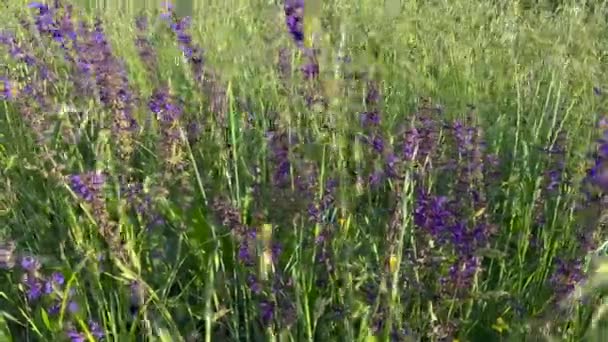 Фіолетові Квіти Зеленому Лузі Рухаються Вітром Високоякісні Кадри — стокове відео