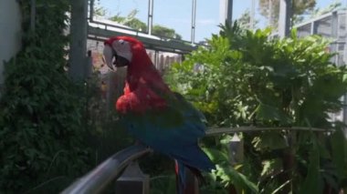 Ara kloropterus kırmızı ve yeşil papağan hayvanat bahçesi parkında dinleniyor. Yüksek kalite 4k görüntü