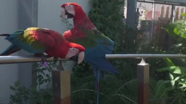 Bir çift Ara kloropterus kırmızı ve yeşil papağanı hayvanat bahçesi parkındaki bir levrekte dinleniyor. Yüksek kalite 4k görüntü