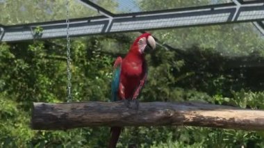Ara kloropterus kırmızı ve yeşil papağan hayvanat bahçesi parkında dinleniyor. Yüksek kalite 4k görüntü