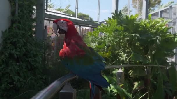 Ara Chloropterus Czerwone Zielone Macaw Spoczywa Grzędzie Parku Zoologicznym Wysokiej — Wideo stockowe