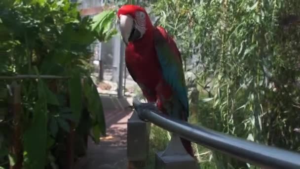 Ara Chloropterus Červené Zelené Macaw Odpočívá Bidýlku Zoo Parku Vysoce — Stock video