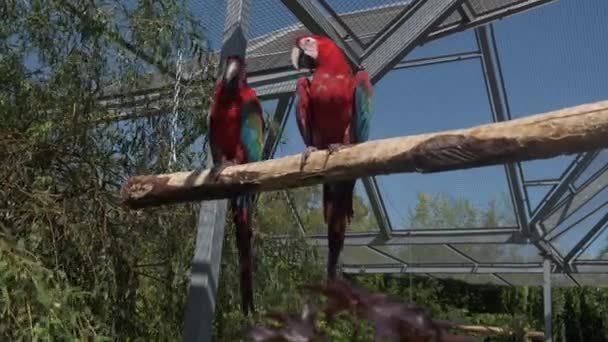 Ζεύγος Ara Chloropterus Κόκκινο Και Πράσινο Macaw Στηρίζεται Μια Πέρκα — Αρχείο Βίντεο
