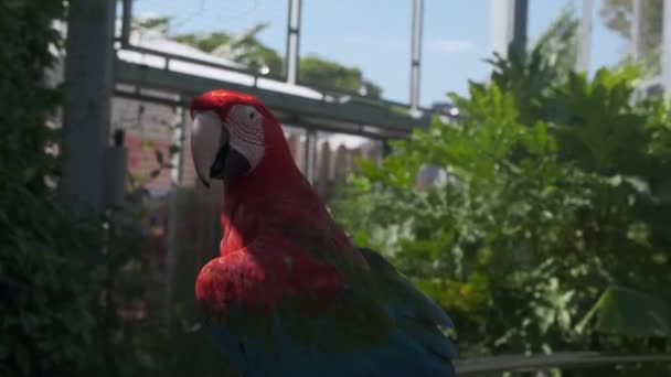 Ara Chloropterus Guacamayo Rojo Verde Descansando Una Percha Parque Zoológico — Vídeo de stock