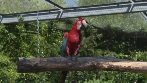 Ara Chloropterus Red Green Macaw Resting Perch Zoo Park High — Stock Video