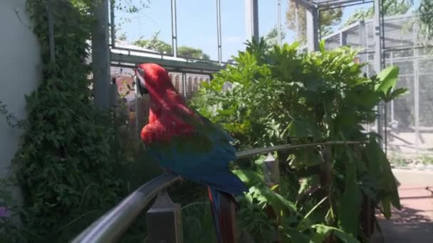 Ara Chloropterus Piros Zöld Arapagáj Pihen Egy Sügéren Állatkert Parkban — Stock videók