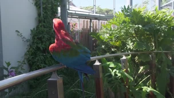 Ara Chloropterus Czerwone Zielone Macaw Spoczywa Grzędzie Parku Zoologicznym Wysokiej — Wideo stockowe