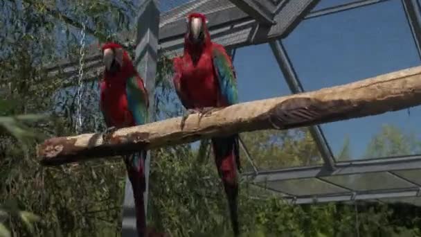 Coppia Ara Chloropterus Macaw Rosso Verde Appoggiato Trespolo Nel Parco — Video Stock