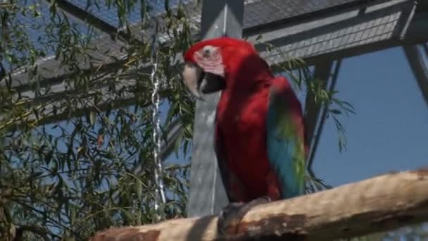 금강앵무 동물원 공원의 횃대에 고품질 — 비디오